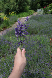 For the Love of Lavender